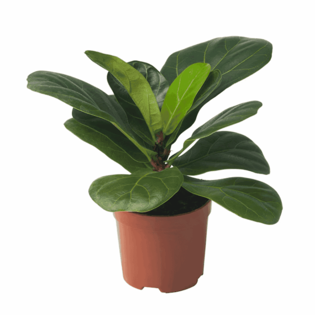 ต้นไทรใบสัก