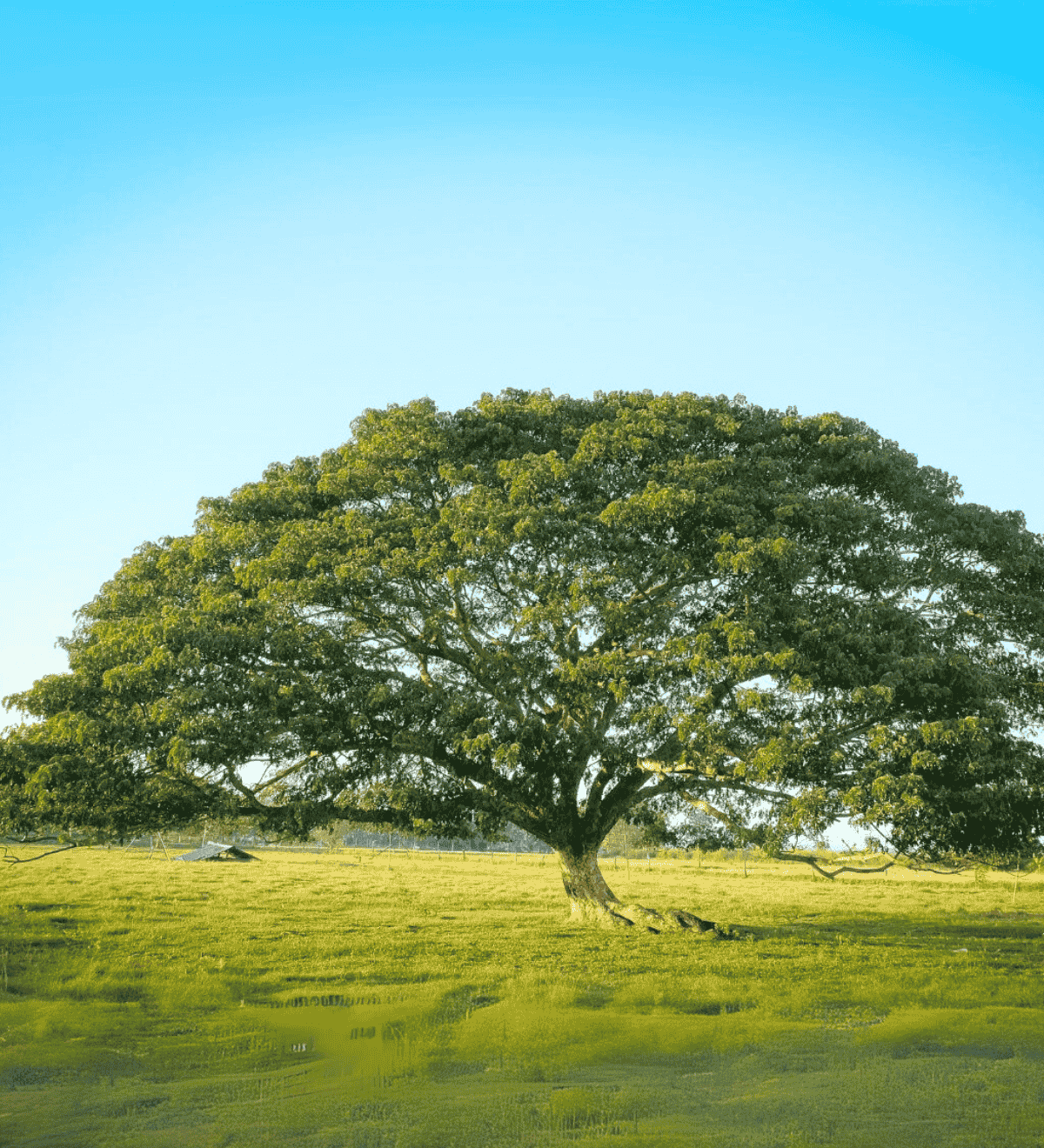 ขายต้นก้ามปู