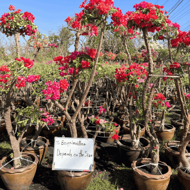 ขายต้นเฟื่องฟ้า