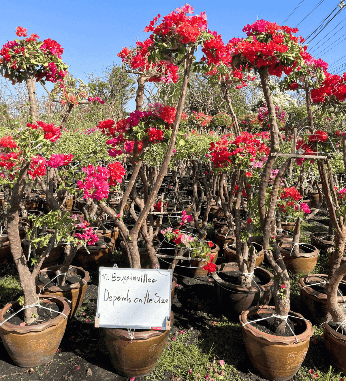 ขายต้นเฟื่องฟ้า