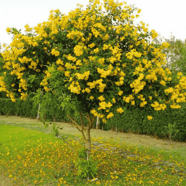 ขายต้นเหลืองอินเดีย